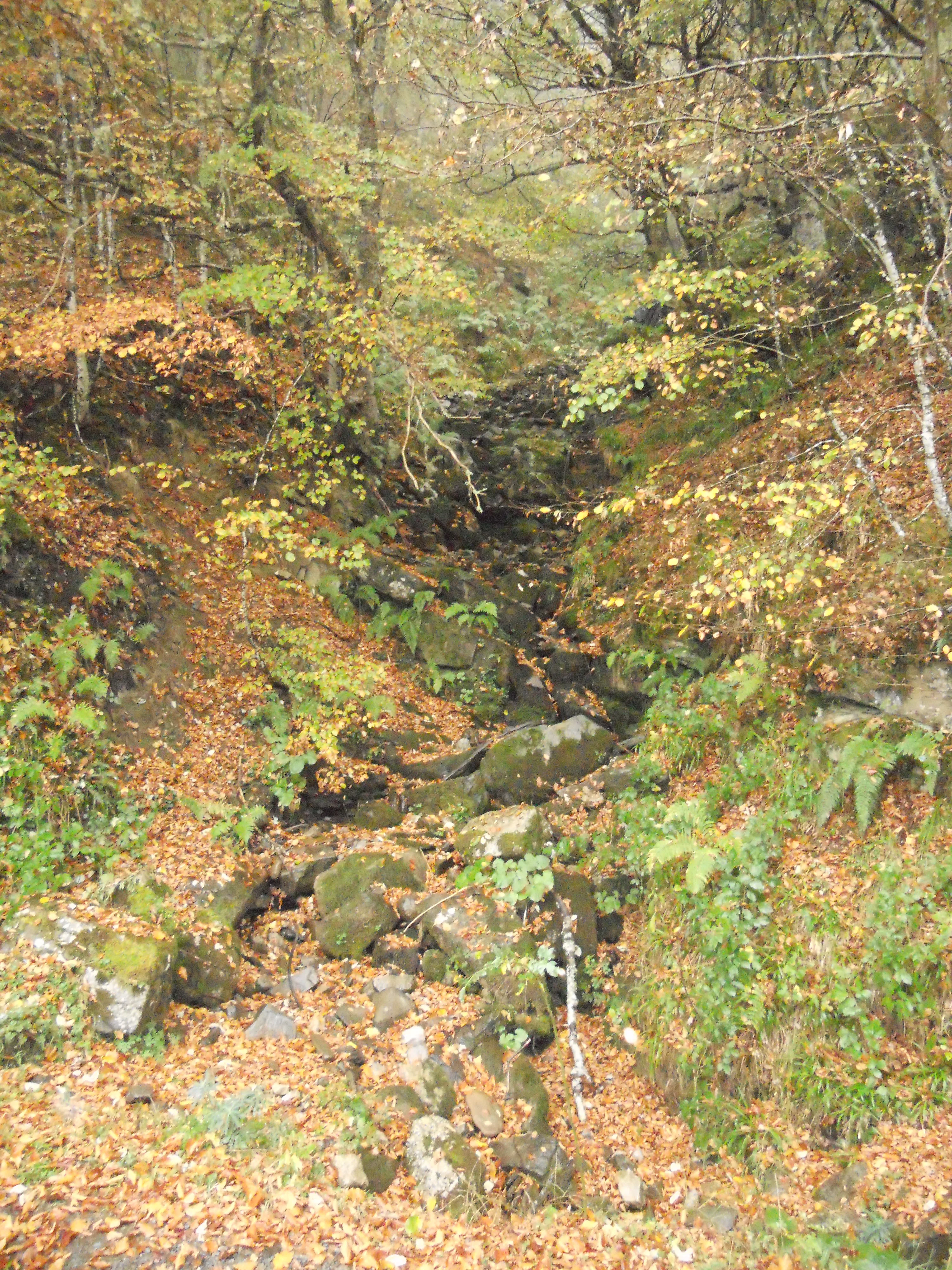 Bosque de Peloño en otoño